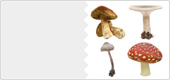 autocollants champignons